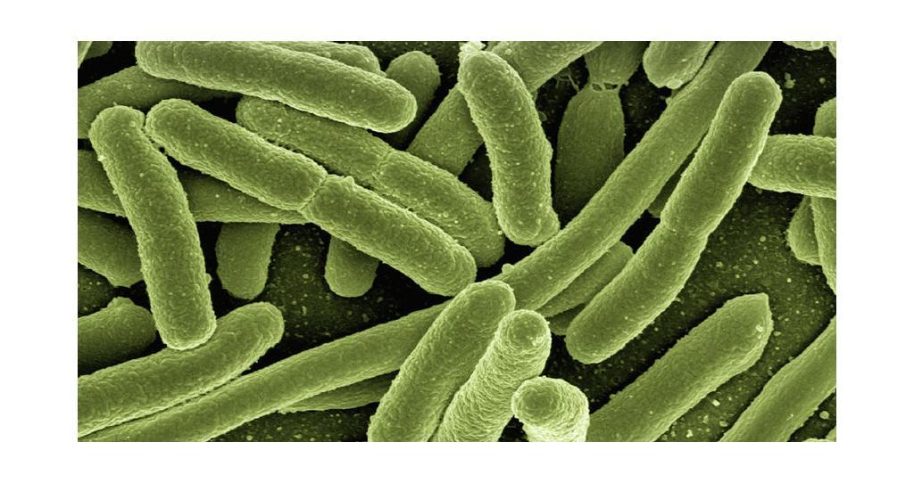 Bakterielle Vaginose die bakterielle Scheideninfektion KondomGuru