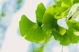 Gingko bei Potenzproblemen